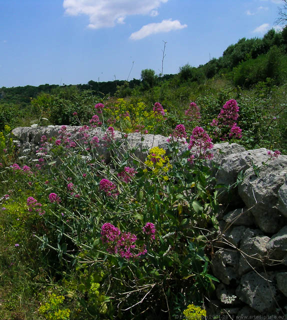 Petracca_38_050525