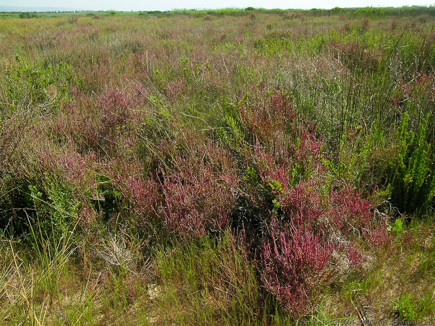 Vendicari_32_050525