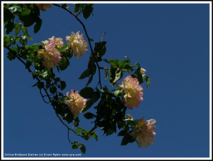 You have reached the last slide