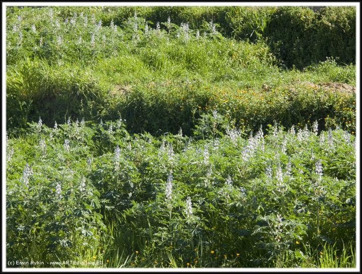 You have reached the last slide