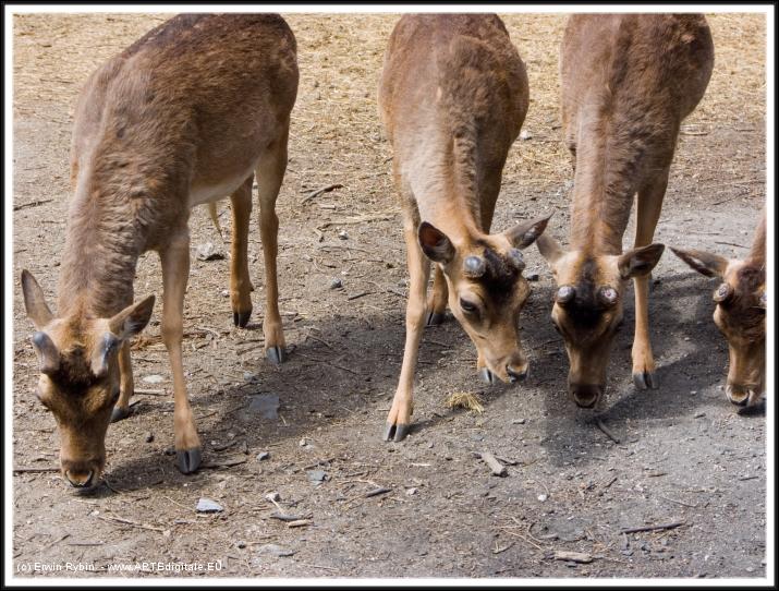 You have reached the last slide