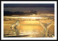 dolphins * (4 Slides)